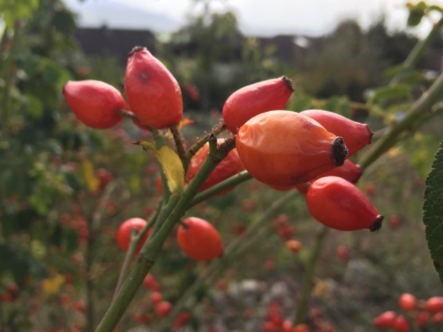 Wildbienengarten